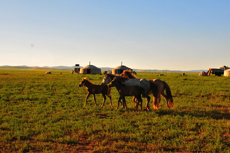 Mongolie